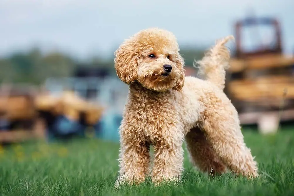 Caniche o poodle enano: características, cuidados, alimentación y carácter