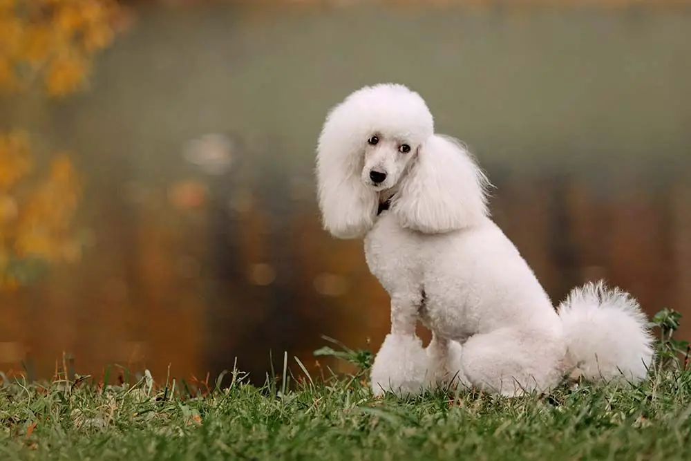 Caniche o poodle mediano: Características, Cuidados y Carácter