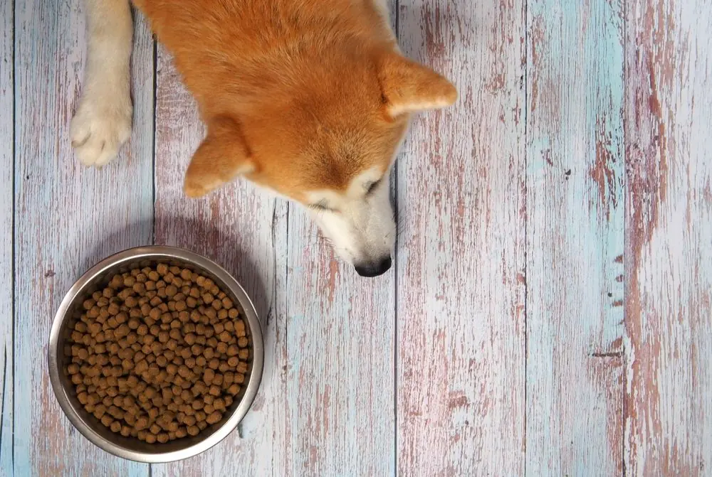 Sad,Akita,Inu,Dog,Gets,Bored,Of,Food ,Big,Ginger
