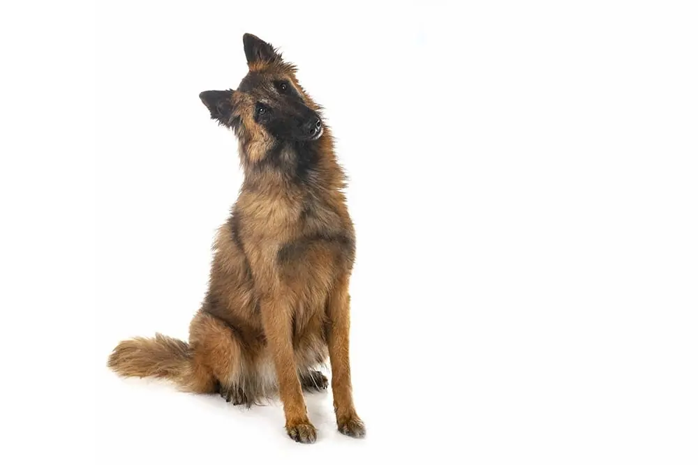 pastor belga Tervueren caracter