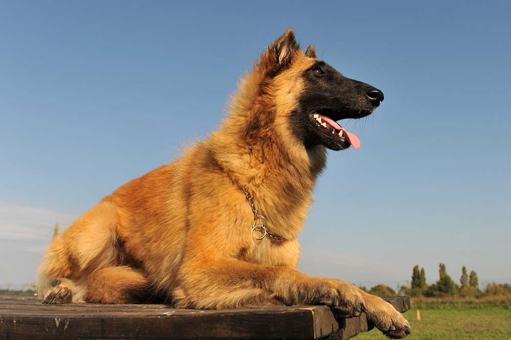 pastor belga Tervueren problemas