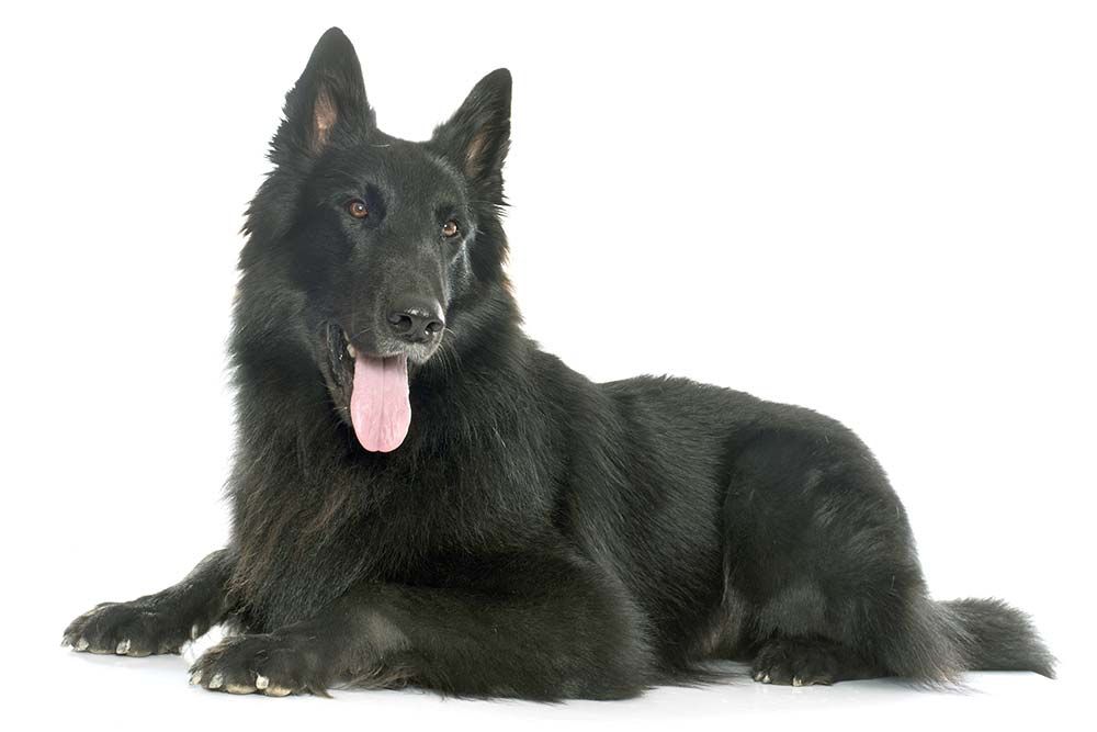 pastor belga groenendael caracter