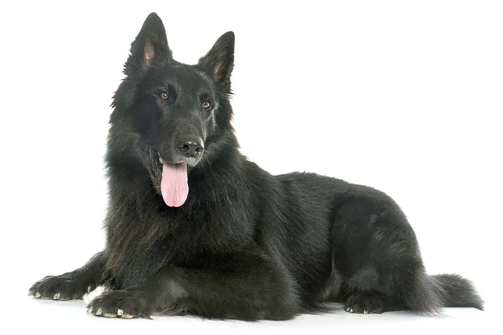 pastor belga groenendael caracter