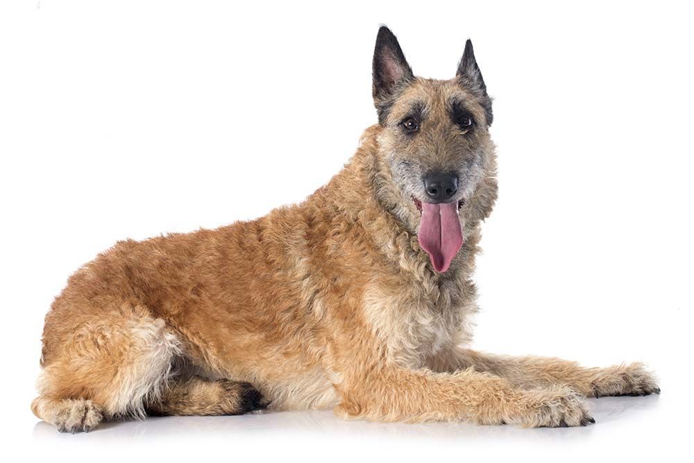 pastor belga laekenois caracter