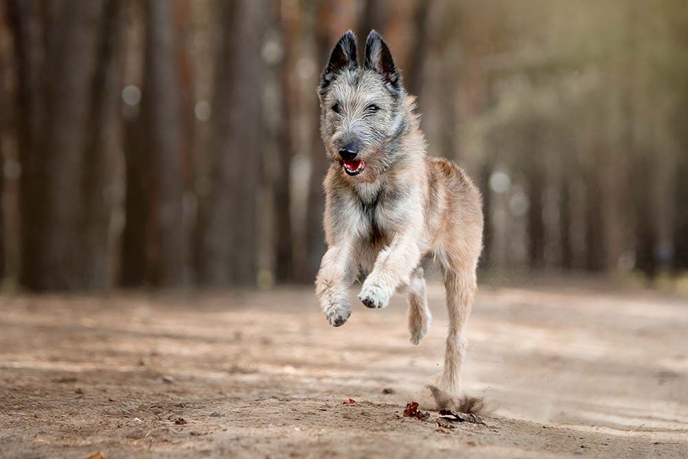 pastor belga laekenois ejercicio