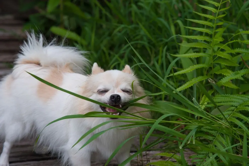 Chihuahua,Long,Haired,Eating,Grass,For,Health