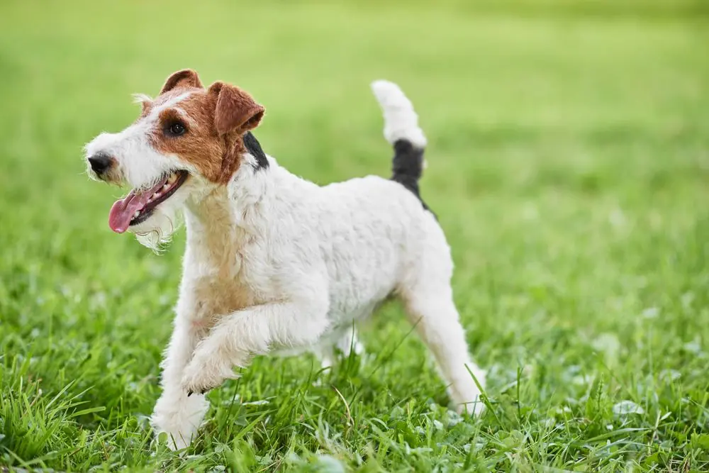 Fox Terrier disfrutando de un momento alegre al aire libre