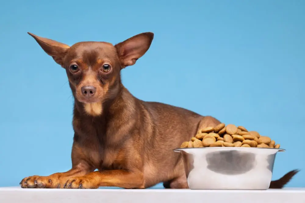 risposta del tuo cane
