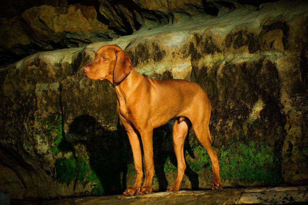 Vizsla de pie sobre una roca observando el paisaje