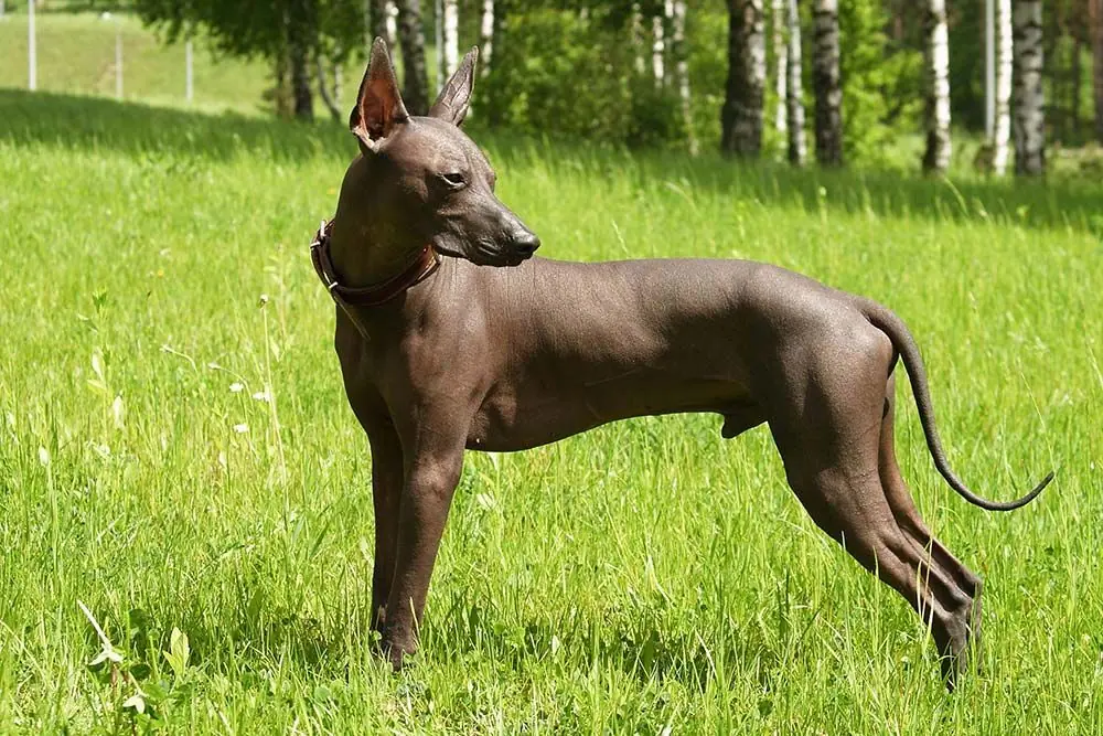 xoloitzcuintle messicano