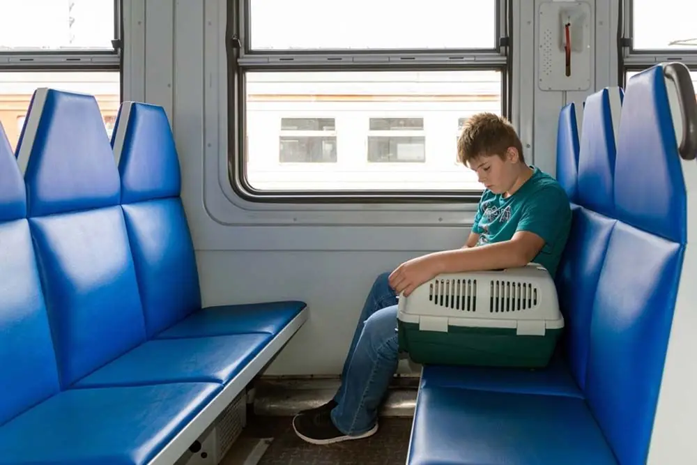 Acostumbra a tu perro al transportin