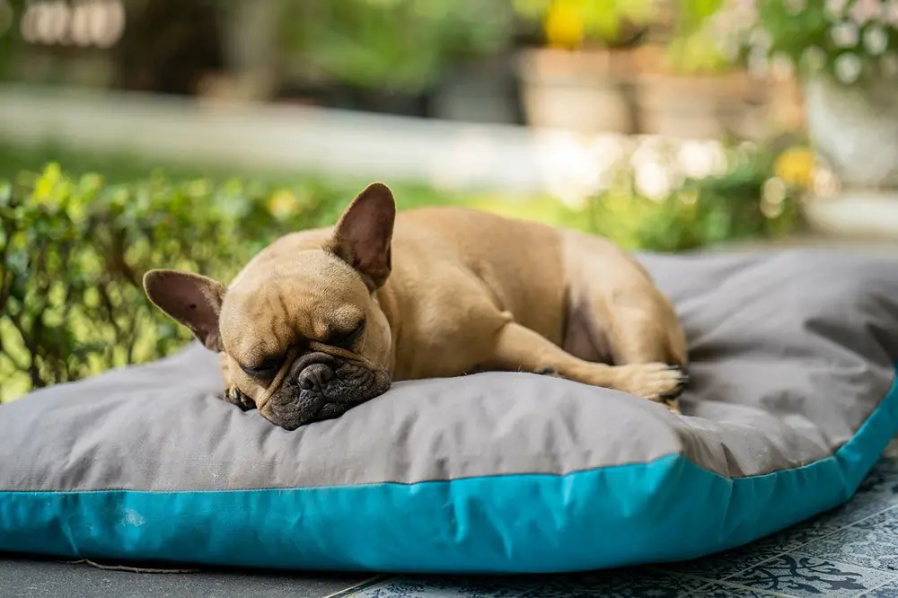 Alojamiento y actividades pet friendly