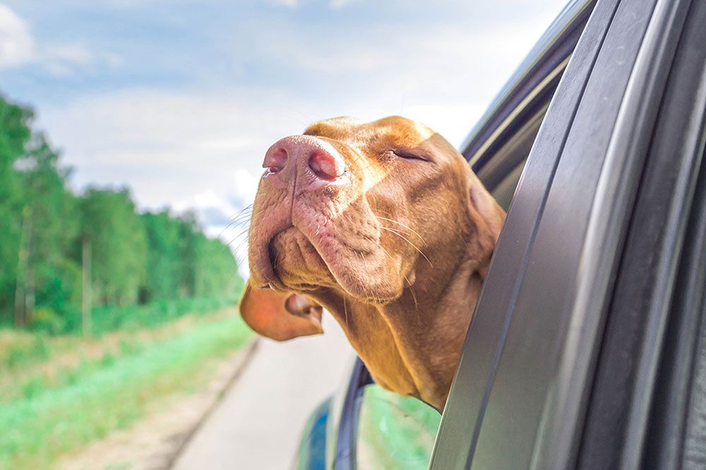 Asistencia en viajes
