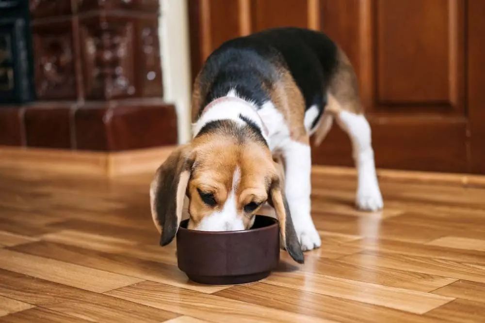 Beagle digestion optimale