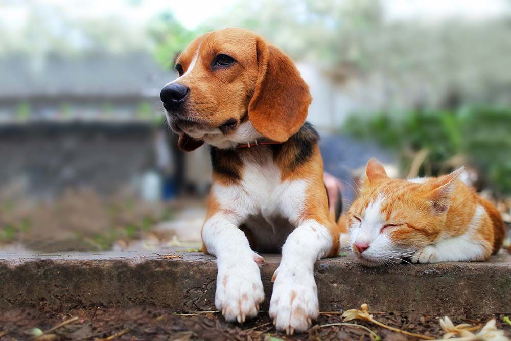 Beagle y gato