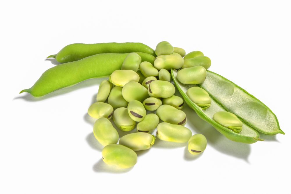 Benefici per la salute del tuo animale domestico