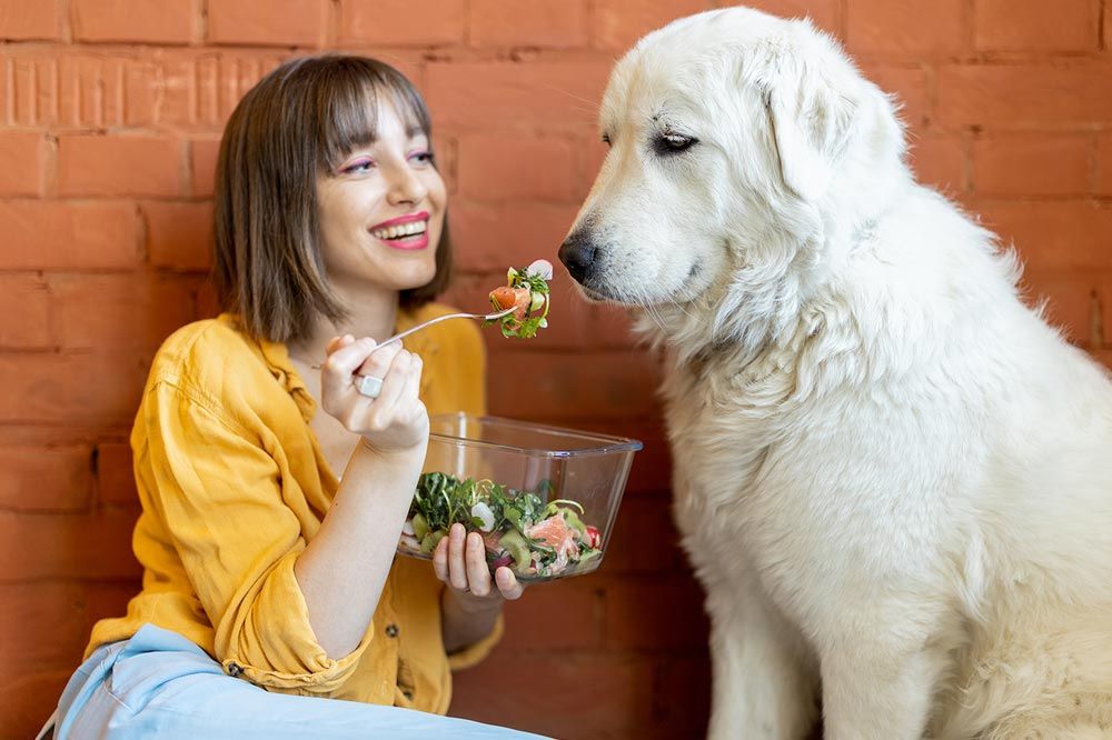 Bilancio nutrizionale nella dieta per cani