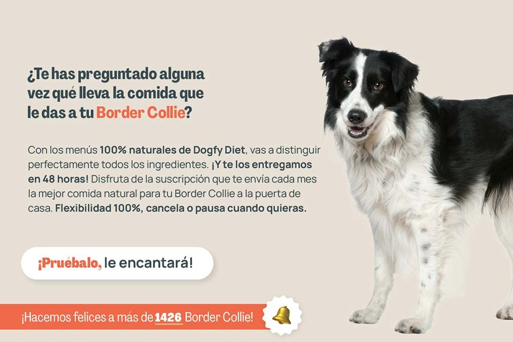 Border collie te has preguntado
