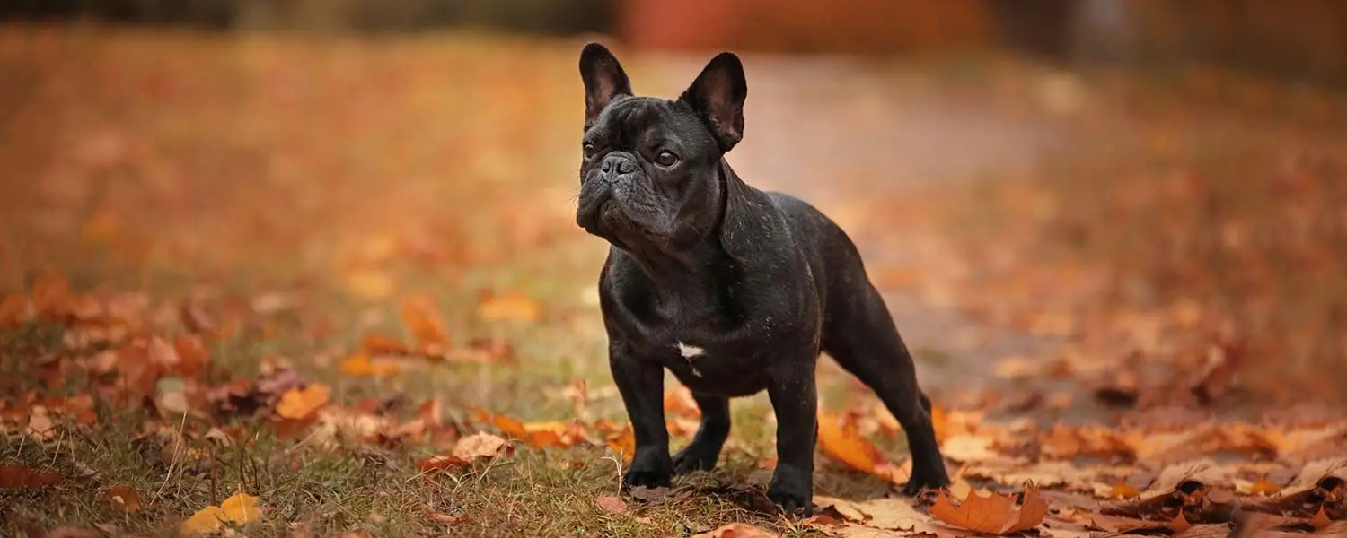 Bulldog francés: conoce a esta raza de perros 