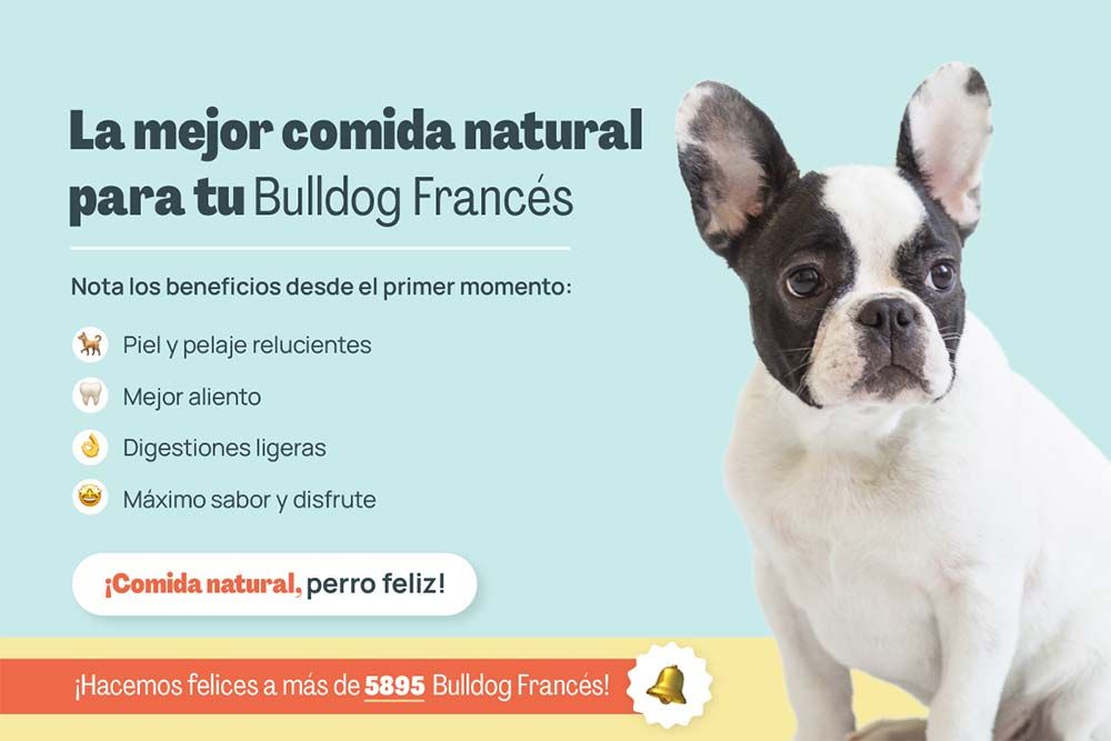 Bulldog frances mejor comida natural