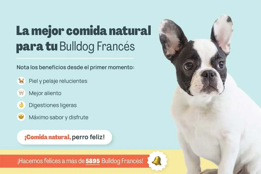 Bulldog frances mejor comida natural
