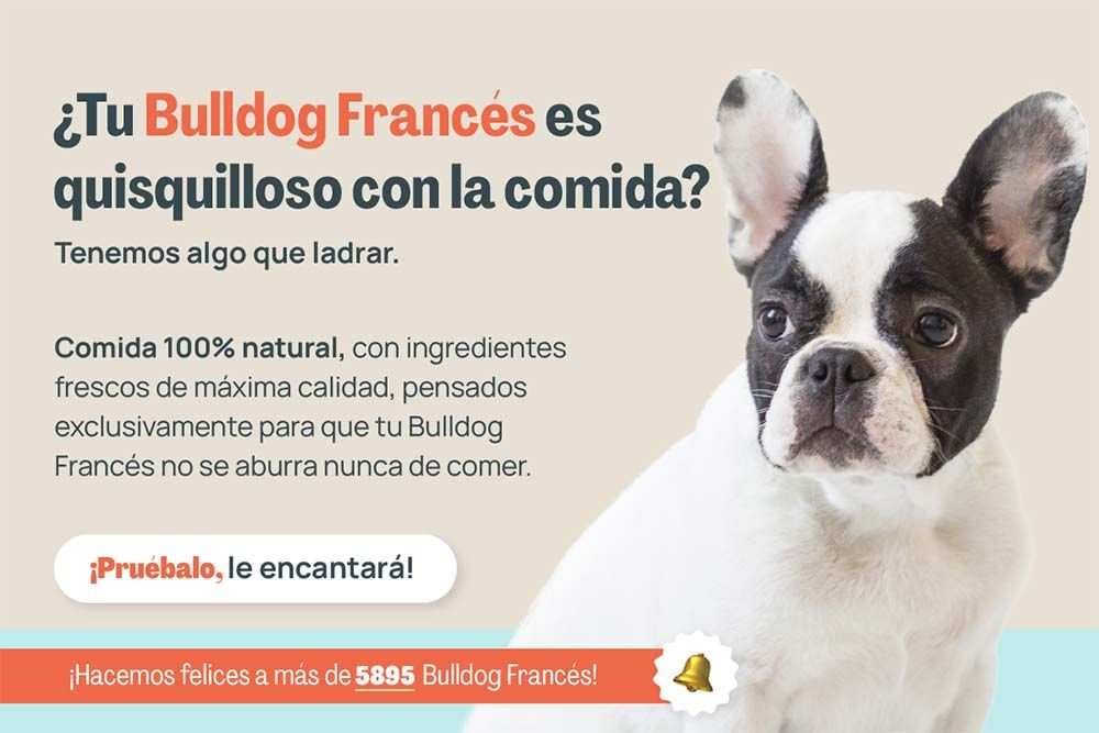 Bulldog frances quisquilloso