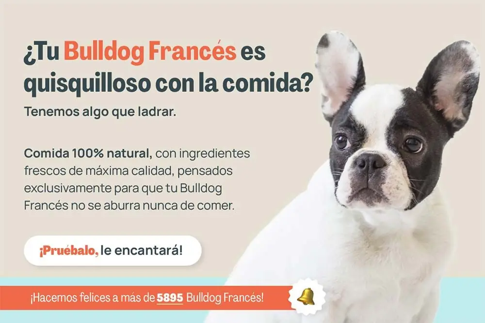 Bulldog frances quisquilloso