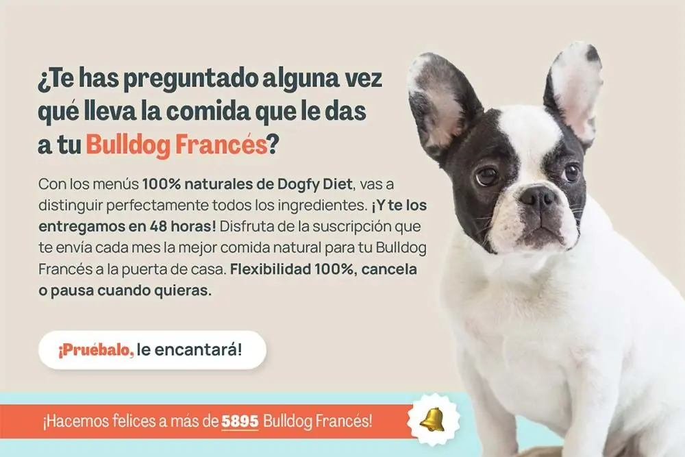 Bulldog frances te has preguntado
