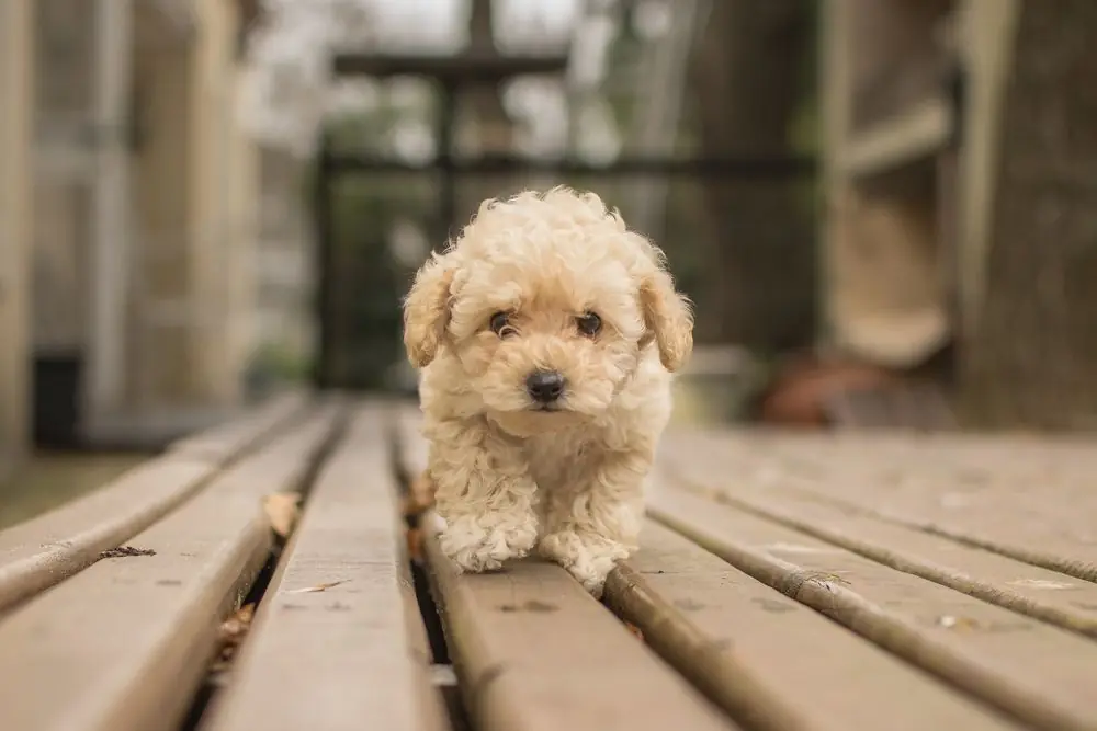 Joven perro de gran tamaño con pelo rizado.