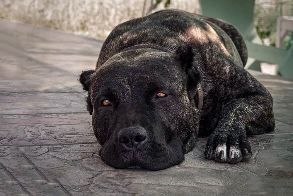 Cani e problemi epatici: come prevenire con l'alimentazione