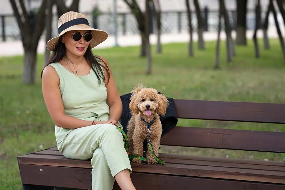 Caniche enano caracter