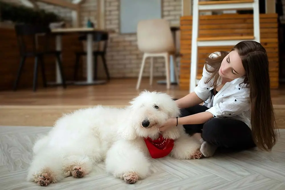 Caniche estandar caracter