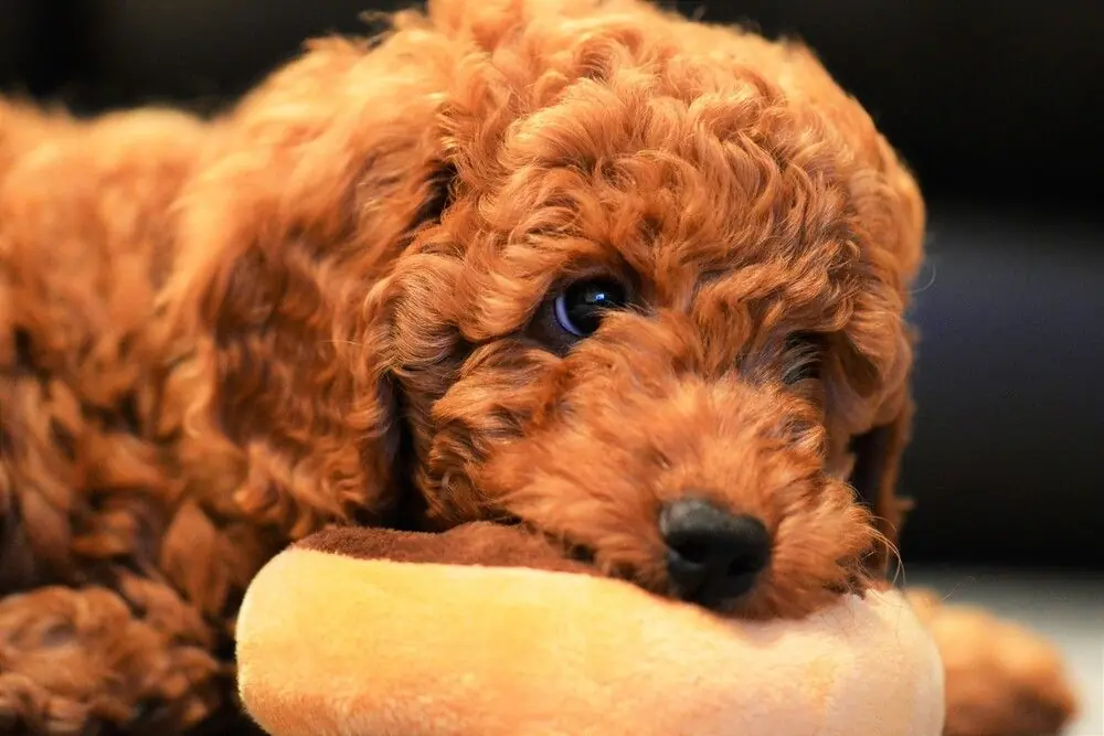 Perro de gran tamaño descansando.
