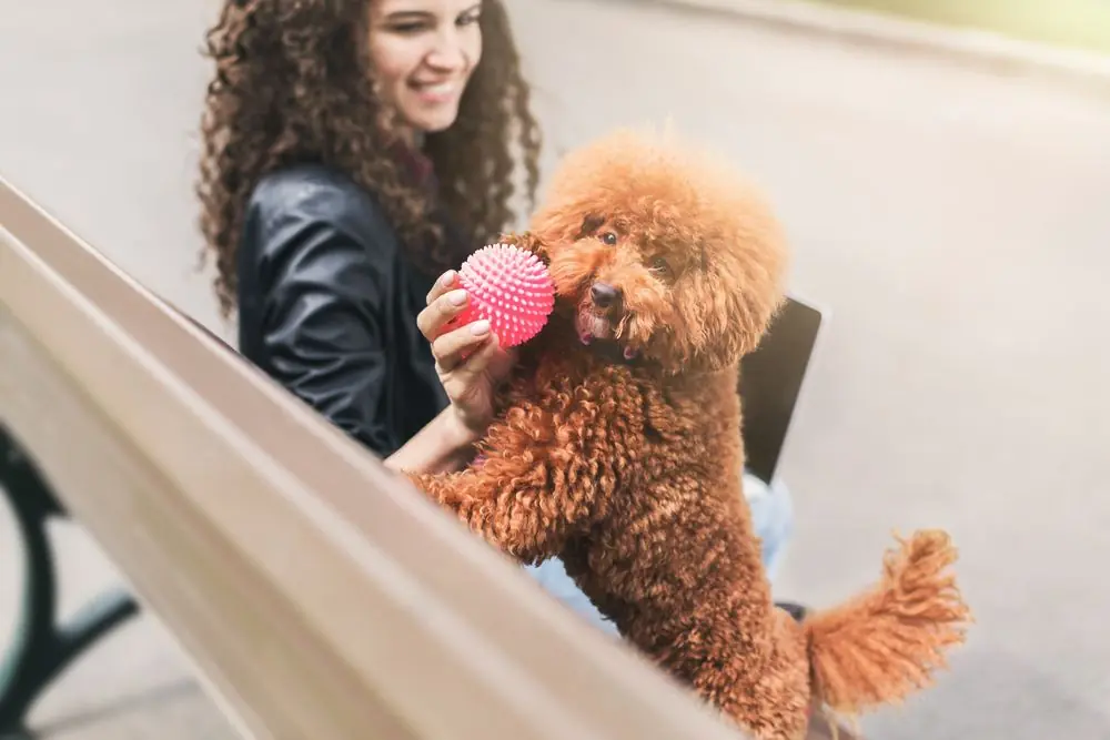 Caniche divirtiéndose con su dueña mientras juega con una pelota