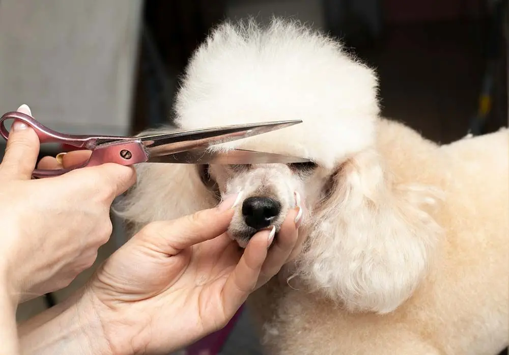 Caniche mediano salud cuidados