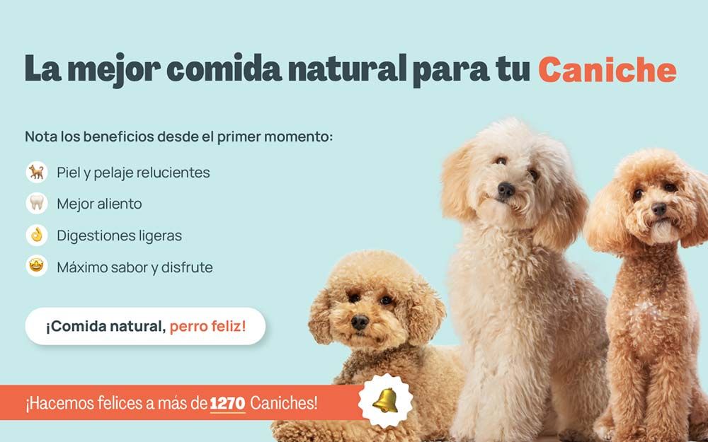 Caniche mejor comida natural