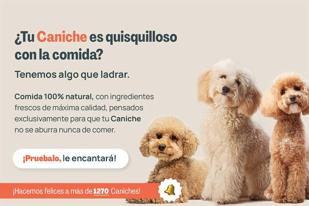 Caniche quisquilloso