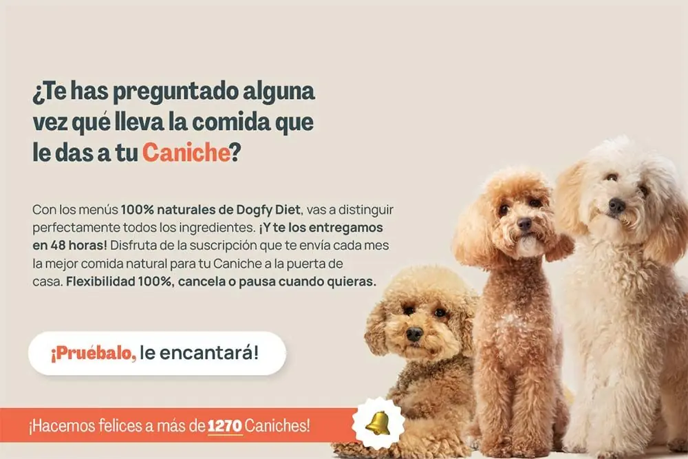 Caniche te has preguntado