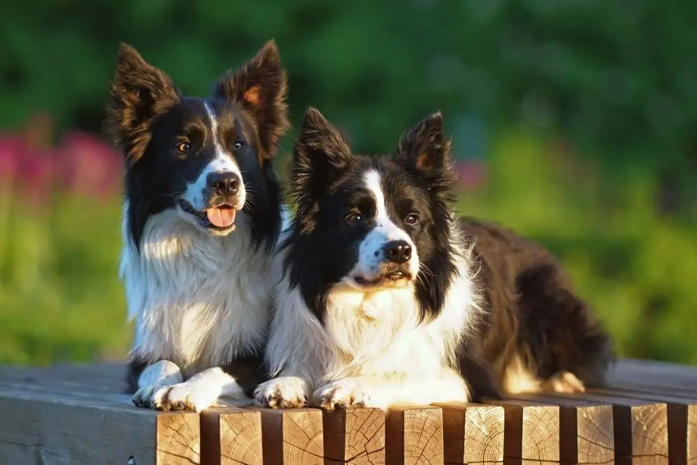 Caracteristiques et comportement du Border Collie