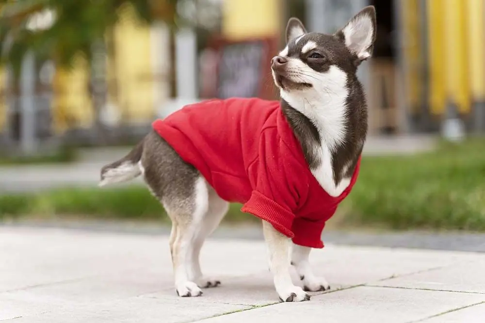 Chihuahua Temperament et caracteristiques physiques de la race