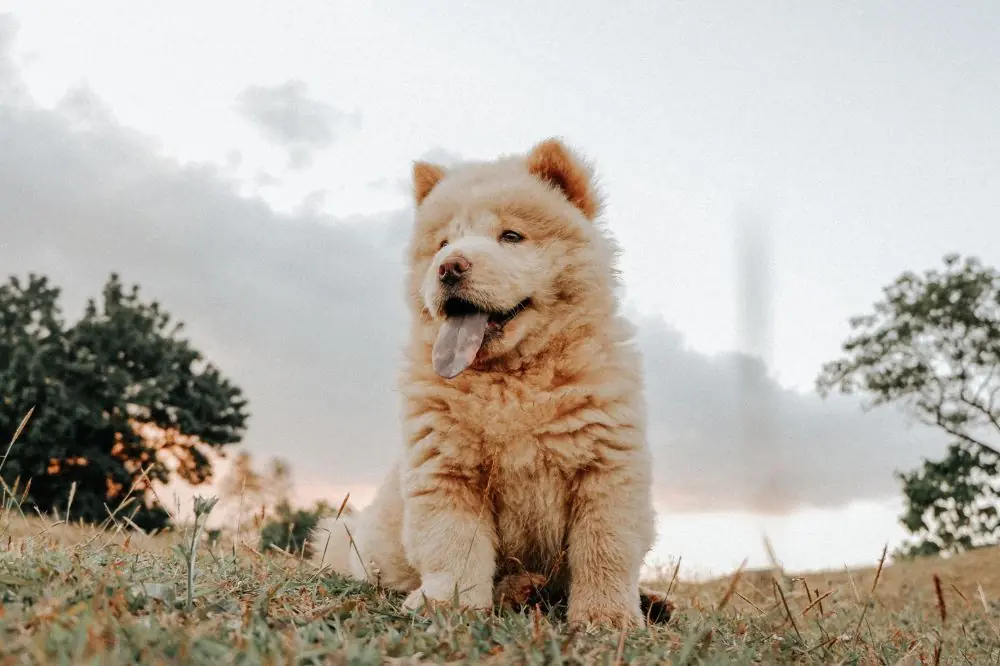 Chow Chow