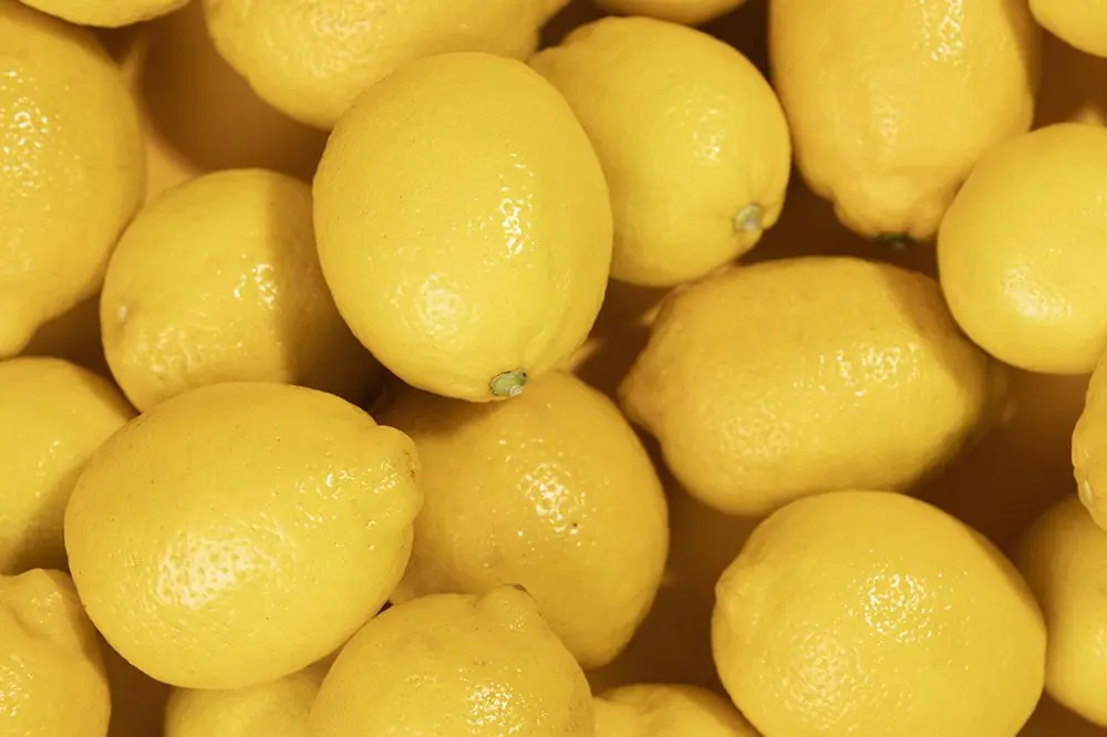 Ci sono benefici nellalimentare il tuo cane con il limone