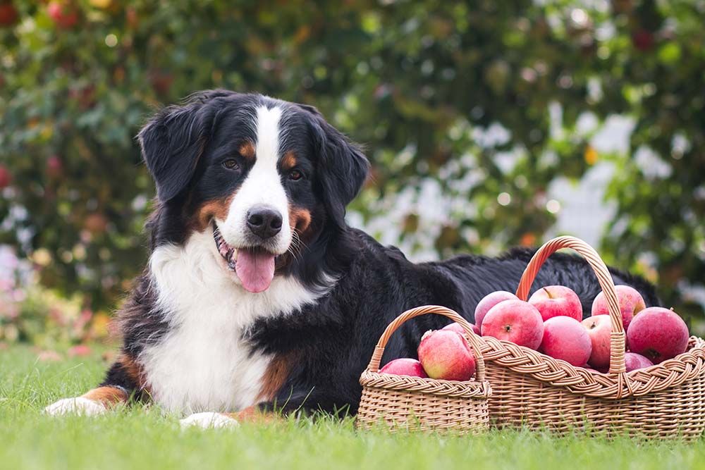 Ci sono dei rischi mele