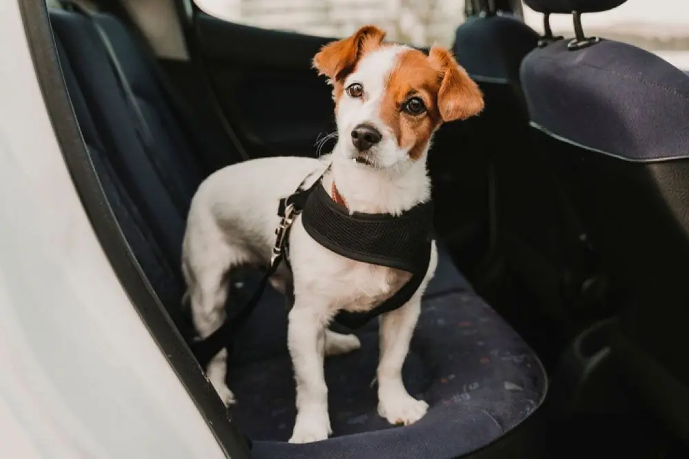 Descubre los mejores cinturones de seguridad para proteger a tu perro en todo momento