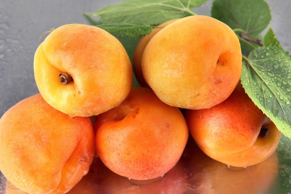 Come dare albicocche cani