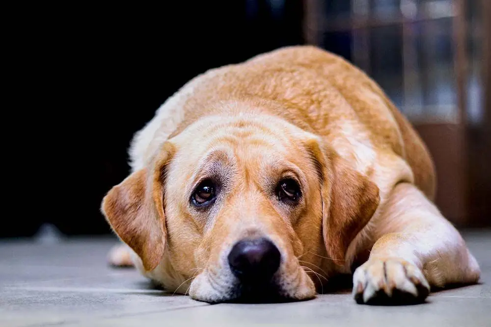 Come nutrire un cane con ipotiroidismo: consigli utili