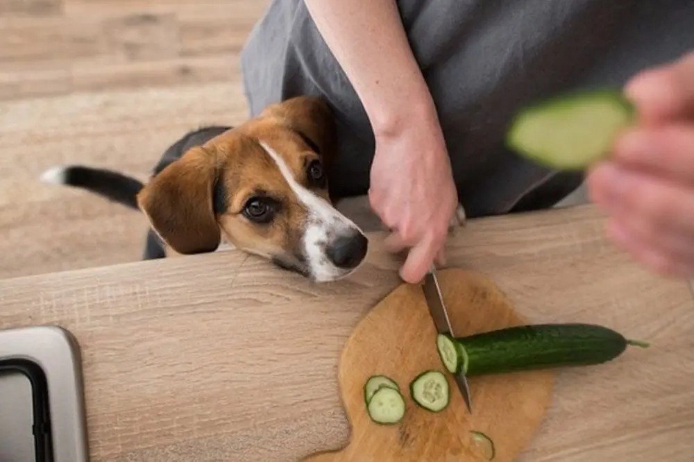 Come offrire il cetriolo al tuo cane in modo sicuro