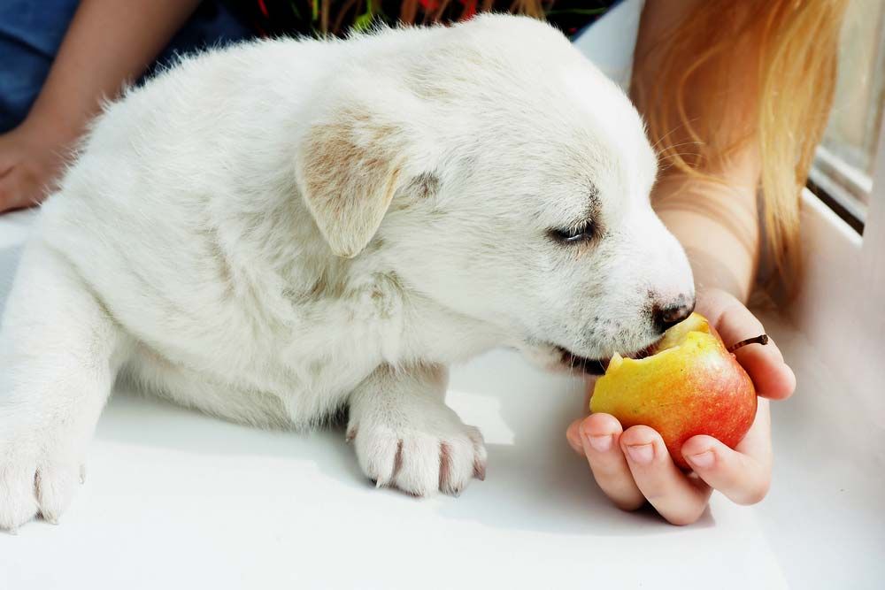 Come servire le mele al tuo cane