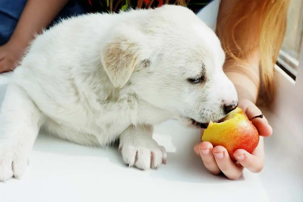 Come servire le mele al tuo cane