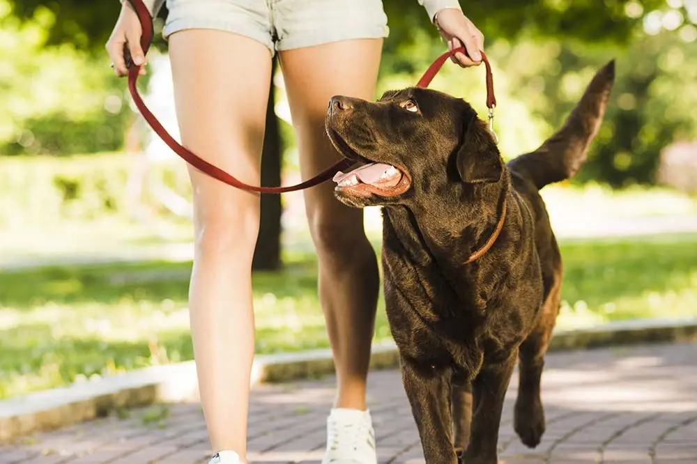 Comment apprendre à votre chien à marcher en laisse?